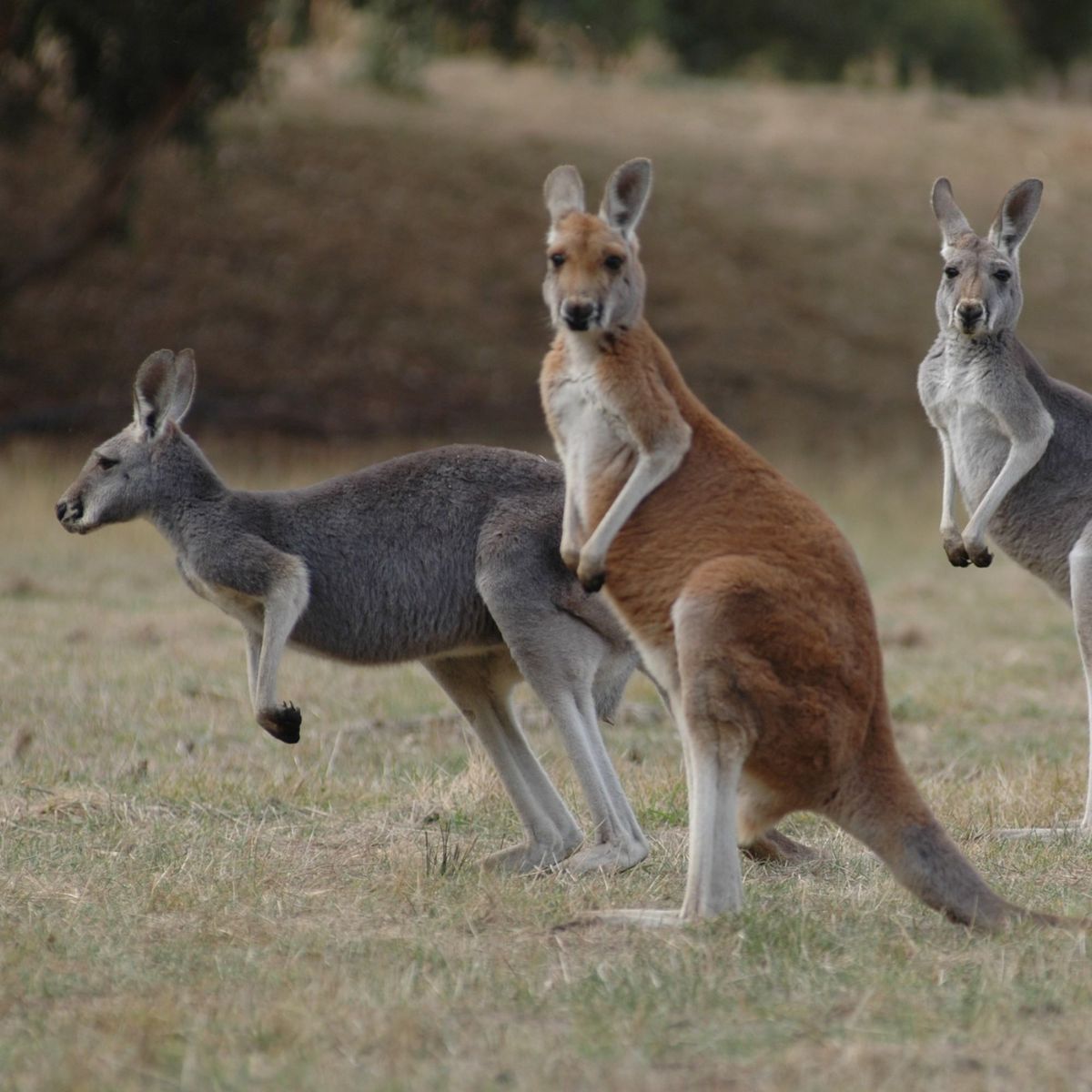 Two grey kangaroos and one red kangaroo on brown grass with foliage behind