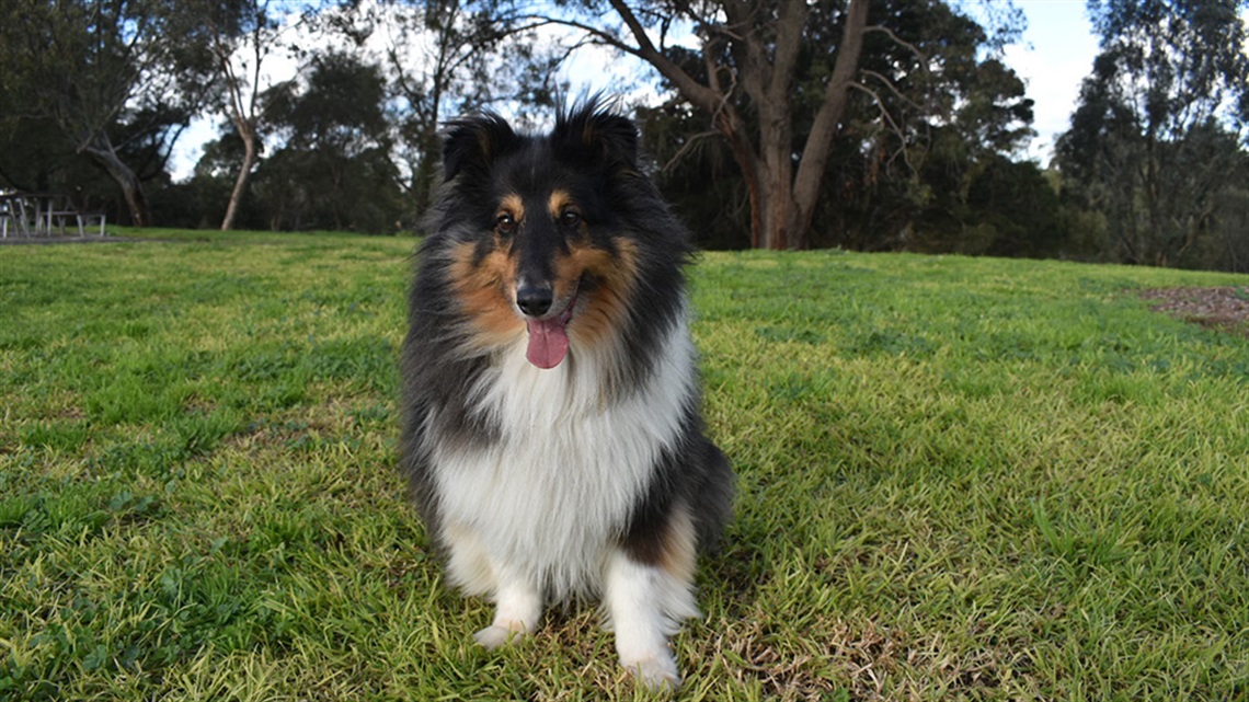 Dog having a fun time in a Darebin park