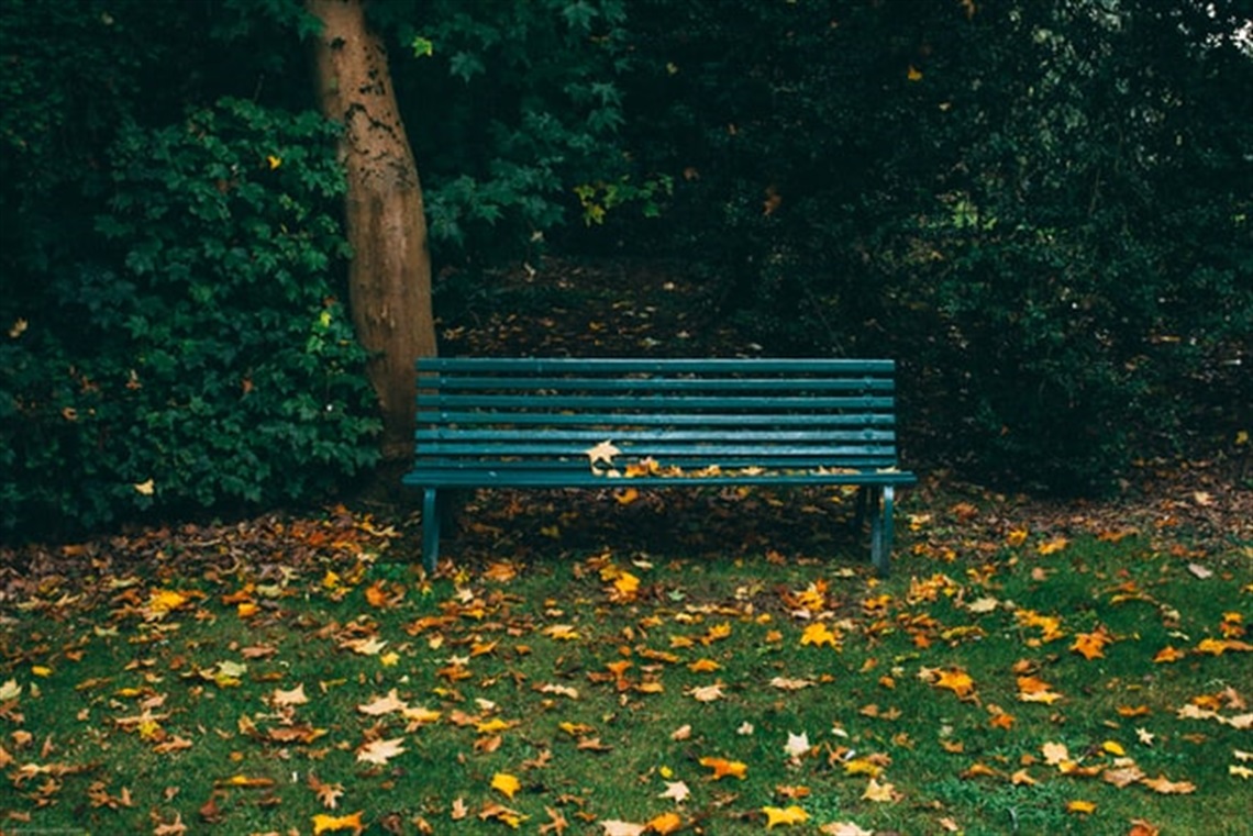 an empty bench in a park