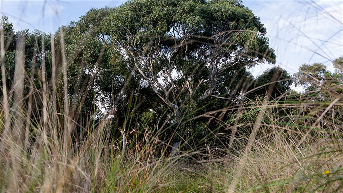 Grassland in Darebin