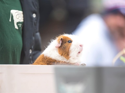 Guinea pig by Celestino Castro