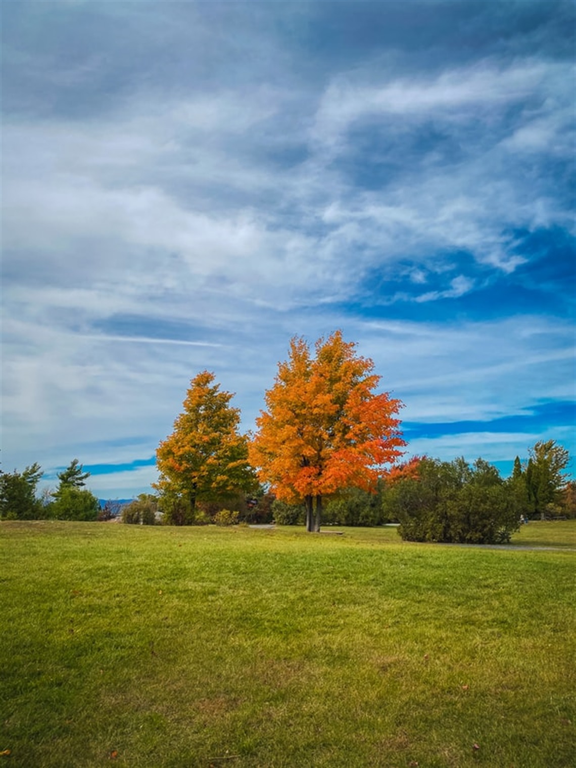 trees in a park