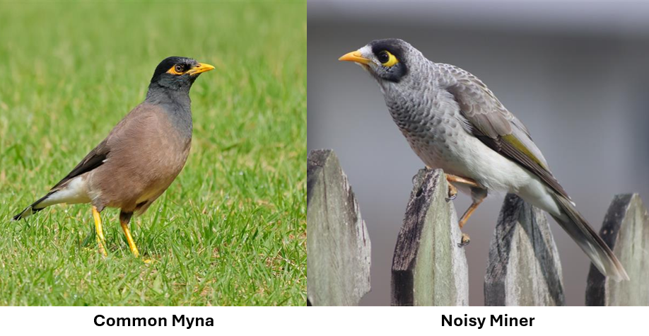 Common Myna bird on the left with brown and black feathers. Noisy Miner bird on the left with grey feathers.