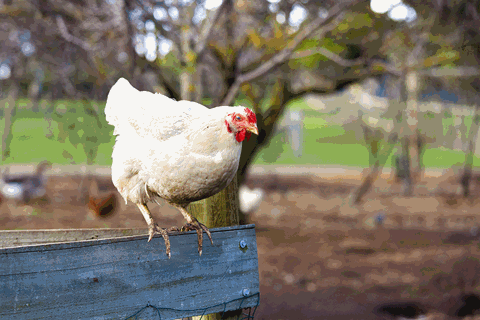 Chicken at Bundoora farm disappears