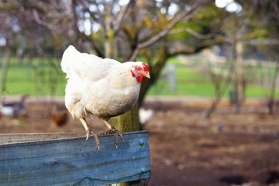 Chicken at Bundoora farm disappears