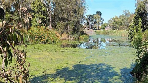 Algal bloom at Edwardes Lake