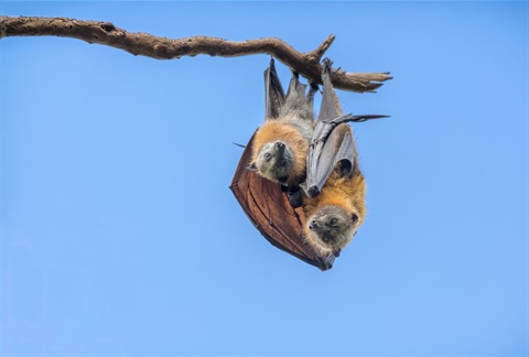 A baby flying fox and its parent cuddling on a branch - shutterstock.jpg