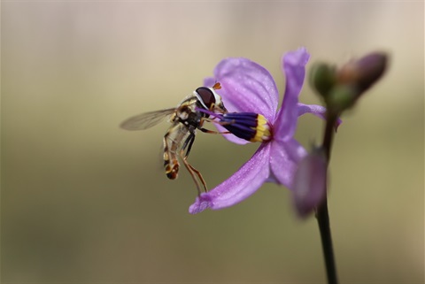 Hover fly on chocolate Lily.jpg
