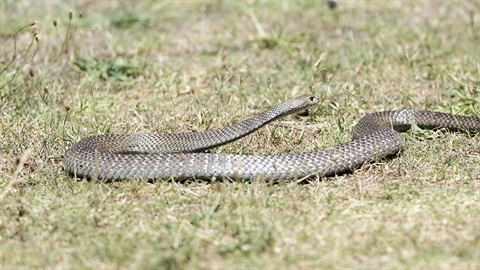 Eastern Brown snake