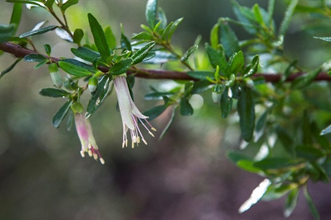 Native indiginous plants