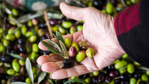 Person holding a handful of olives