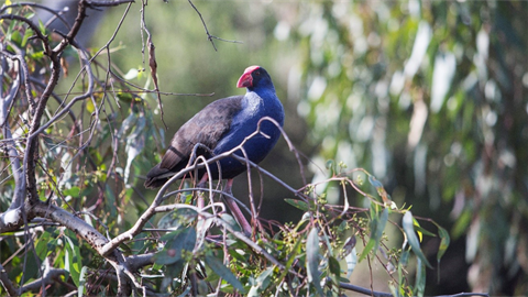 Protecting wild birds