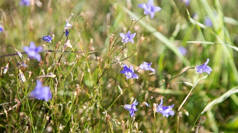 Purple native flowers