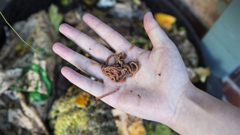 hand holding worms