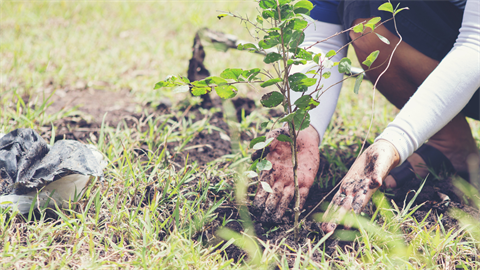 planting trees