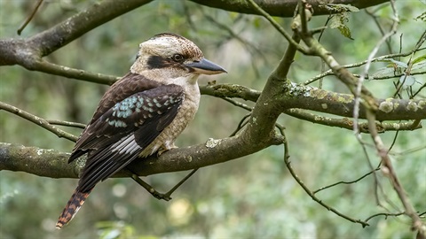 a kookaburra on a branch