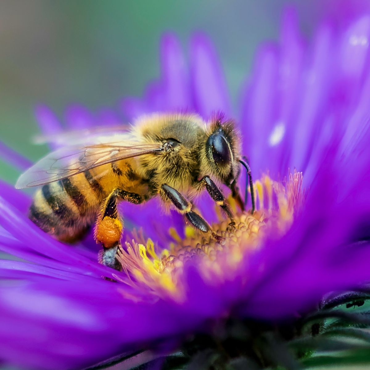 Honeybee on a purple flower collecting pollen 