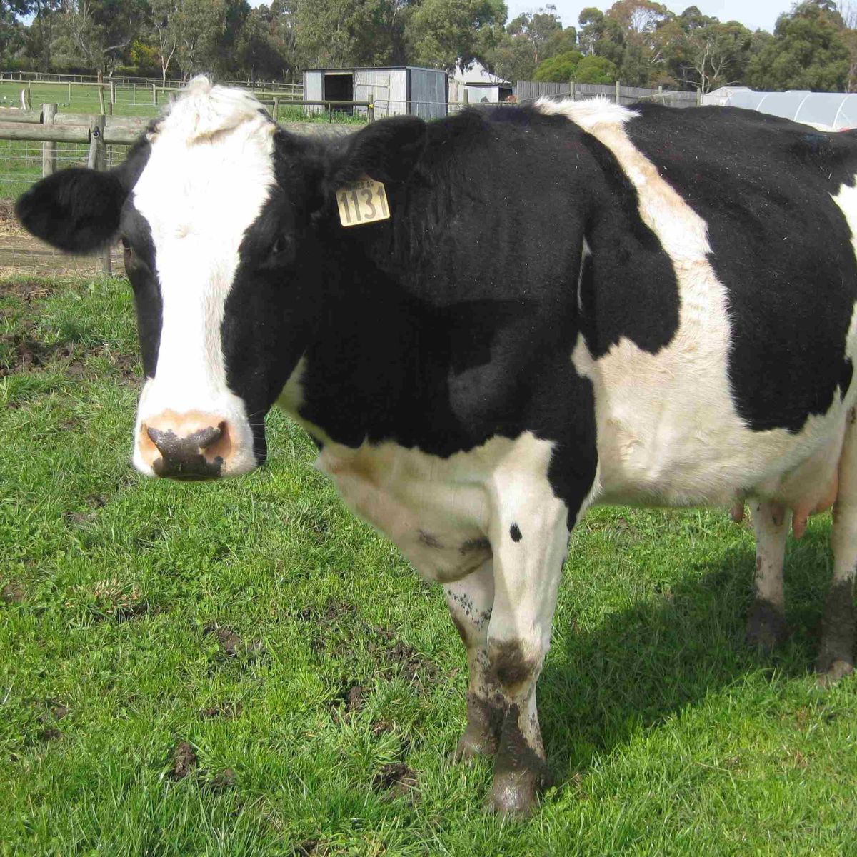 Bundoora-Park-Farm-Cow.jpg