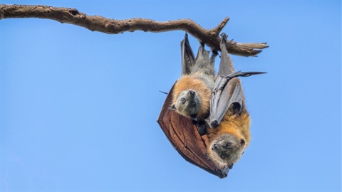 A baby flying fox and its parent cuddling on a branch