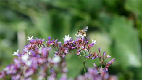 Purple flowers against a green background with bee hovering
